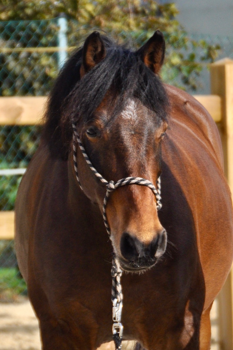 Co-Trainer Pferd Berti