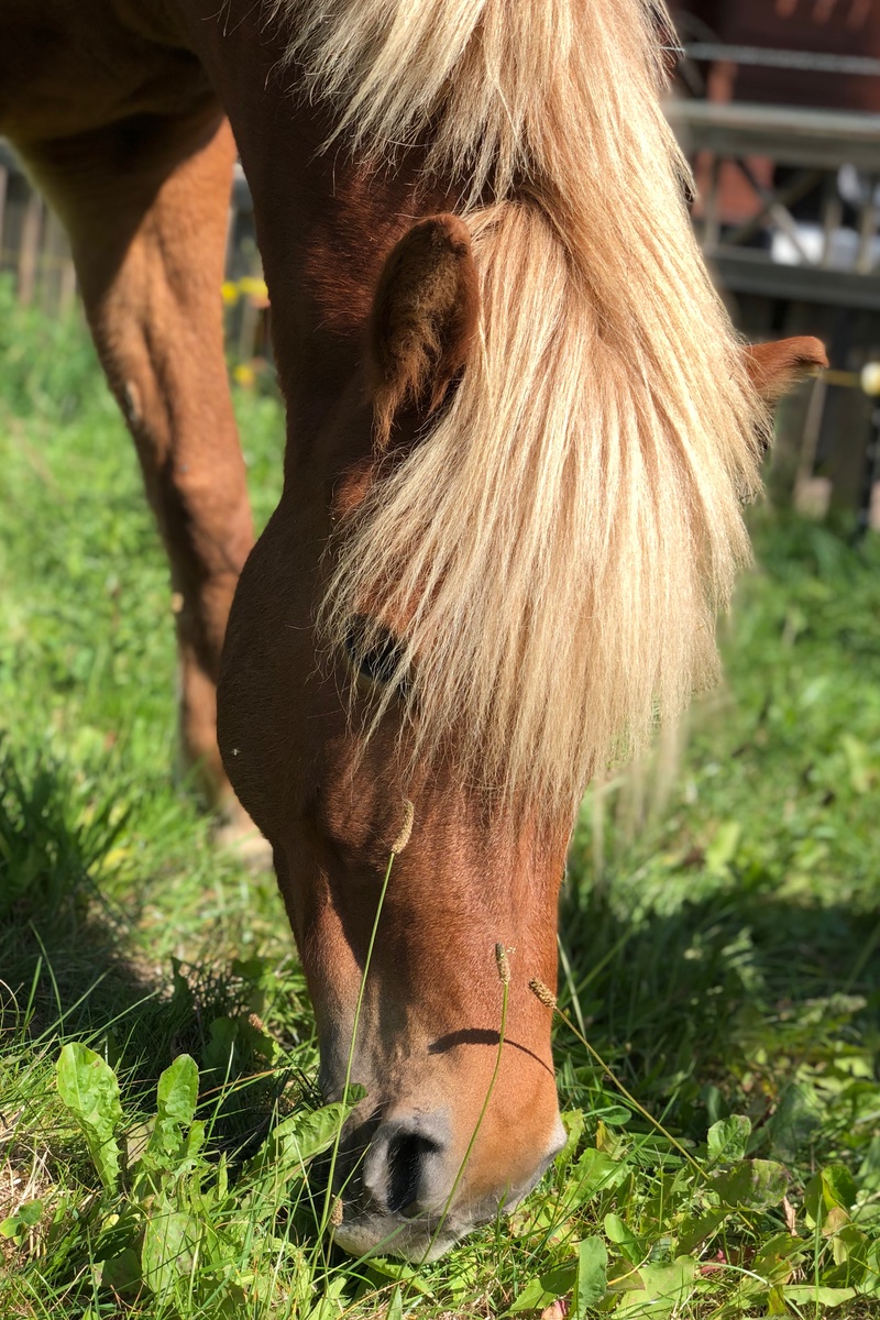 Co-Trainer Pferd Elja