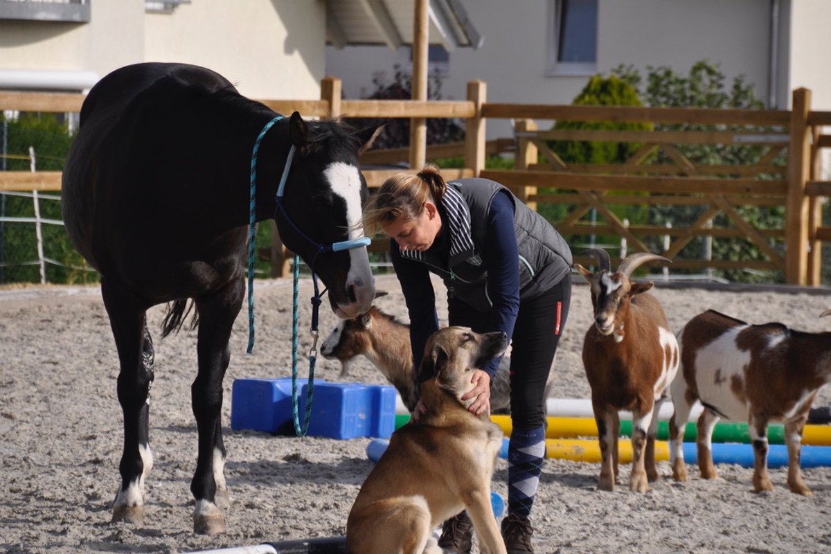 Pepper Pferd & Hund Bodenarbeit